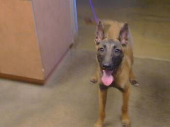 German Shepherd Dog Dogs Available for Adoption in Sacramento, California - LOTTIE | PetCurious