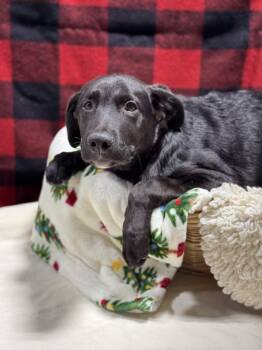 Rescue Shepherd Dogs for Adoption in Lancaster, Ohio - Adzuki (smiley Face Collar) | PetCurious