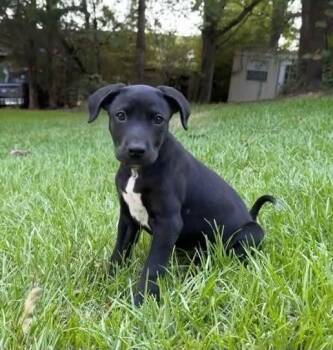 Siena -  Labrador Retriever and Terrier Dog for Adoption in Glocester, Rhode Island - Siena | PetCurious
