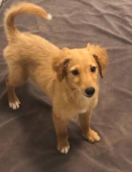 Golden Retriever and Poodle Dogs Available for Adoption in Colleyville, Texas - Enze | PetCurious