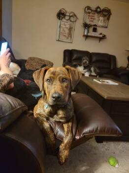 Rescue Pit Bull Terrier and Mastiff Dogs for Adoption in Stahlstown, Pennsylvania - Cha-Cha | PetCurious