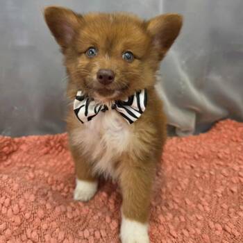 Chihuahua and Pomeranian Dogs Available for Adoption in Foley, Alabama - Bruno | PetCurious