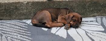George -  Mastiff and Labrador Retriever Dog for Adoption in Colonial Heights, Virginia - George | PetCurious