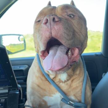Babo -  Pit Bull Terrier Dog for Adoption in Galveston, Texas - Babo | PetCurious
