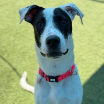 Dottie A2283681 -  Pit Bull Terrier Dog for Adoption in Los Angeles, California - Dottie A2283681 | PetCurious