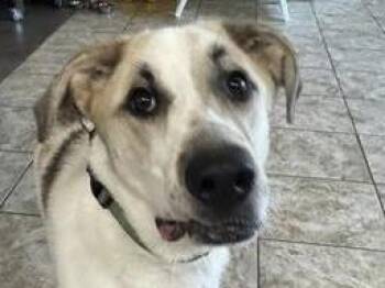 Rescue Mixed Breed Dogs for Adoption in Georgetown, Texas - Azalea | PetCurious