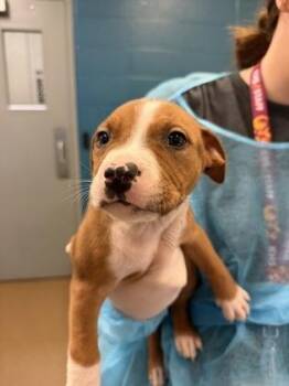 Poe -  Mixed Breed Dog for Adoption in Wichita, Kansas - Poe | PetCurious