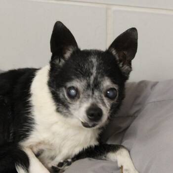 Sophie -  Chihuahua Dog for Adoption in Gloucester, Virginia - Sophie | PetCurious