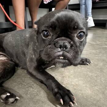 French Bulldog Dogs Available for Adoption in Tampa, Florida - Tiny | PetCurious