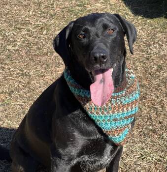 Rescue Black Labrador Retriever Dogs for Adoption in Palmyra, Virginia - Charley | PetCurious