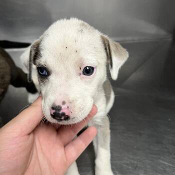 Salt (parvo survivor) -  Australian Shepherd Dog for Adoption in Parrish, Alabama - Salt (parvo Survivor) | PetCurious
