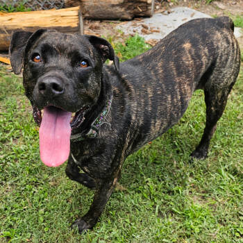 Rescue Pit Bull Terrier Dogs for Adoption in Lakeland, Florida - Koda | PetCurious