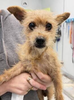 Yorkshire Terrier and Mixed Breed Dogs Available for Adoption - Catfish - 1 | PetCurious