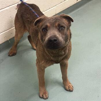 Mixed Breed Dogs Available for Adoption - Rolo | PetCurious
