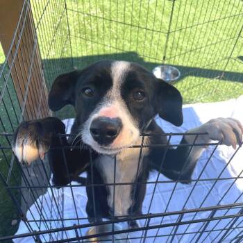 Border Collie and Mixed Breed Dogs Available for Adoption - Penny | PetCurious