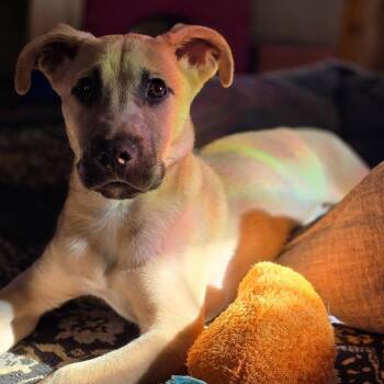 Black Mouth Cur Dogs Available for Adoption in Oklahoma City, Oklahoma - Pippin | PetCurious