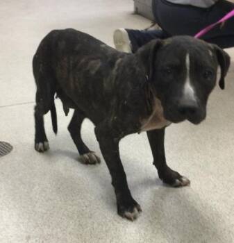 Rescue Pit Bull Terrier Dogs for Adoption in Riverside, California - COFFEE | PetCurious