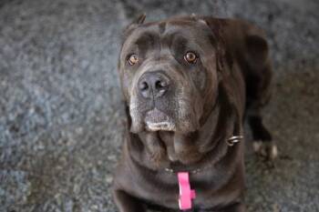 Rescue Cane Corso and Mixed Breed Dogs for Adoption in Moreno Valley, California - LUNA | PetCurious