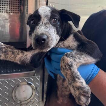 Patton -  Catahoula Leopard Dog Dog for Adoption in Birmingham, Alabama - Patton | PetCurious
