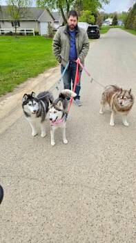 Alaska -  Siberian Husky Dog Available for Adoption in Bloomfield Hills, Michigan - Alaska | PetCurious