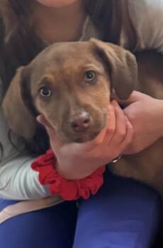 Hound and Catahoula Leopard Dog Dogs Available for Adoption - Judy | PetCurious