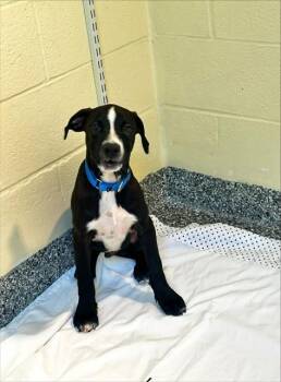 JOHN -  Labrador Retriever and Mixed Breed Dog for Adoption in Brewster, Massachusetts - JOHN | PetCurious