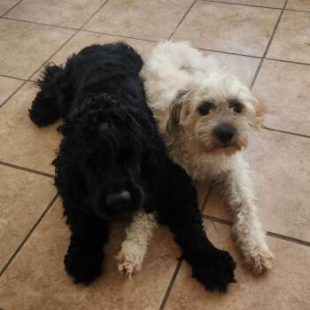 Poodle Dogs Available for Adoption in Houston, Texas - Milo | PetCurious
