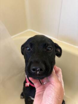 Boss Hogg -  Mixed Breed and Black Labrador Retriever Dog for Adoption in New Boston, New Hampshire - Boss Hogg | PetCurious
