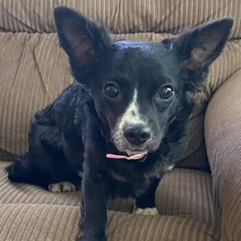 Pomeranian and Chihuahua Dogs Available for Adoption in Ottawa Hills, Ohio - Lottie | PetCurious
