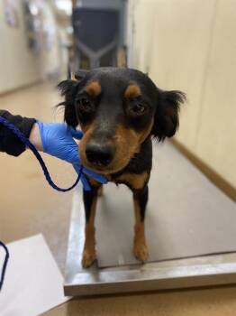 Rescue Terrier and Mixed Breed Dogs for Adoption in Chula Vista, California - A267305 | PetCurious