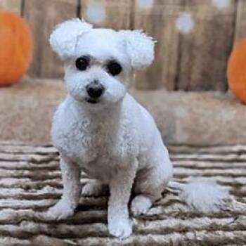 Kairi (Kai-ree) -  Bichon Frise Dog for Adoption in St. Cloud, Minnesota - Kairi (Kai-ree) | PetCurious