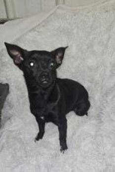 Hazel -  Chihuahua and Mixed Breed Dog for Adoption in Hobart, Indiana - Hazel | PetCurious