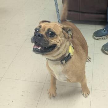 Ginger -  Pug and Boxer Dog for Adoption in Tulsa, Oklahoma - Ginger | PetCurious