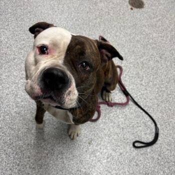 Squirrel -  American Staffordshire Terrier Dog for Adoption in Grand Rapids, Michigan - Squirrel | PetCurious