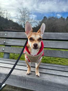 Chihuahua Dogs Available for Adoption - Sully | PetCurious
