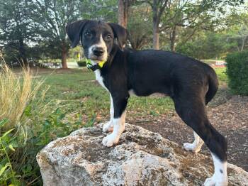 Sally -  Labrador Retriever Dog for Adoption in Pflugerville, Texas - Sally | PetCurious