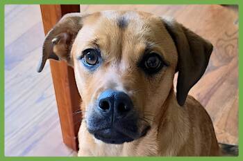 Honey -  Labrador Retriever and Black Mouth Cur Dog for Adoption in Amherst, Massachusetts - Honey | PetCurious