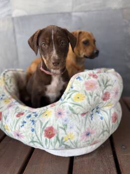 Mia -  Mixed Breed and Labrador Retriever Dog for Adoption in Rollingwood, Texas - Mia | PetCurious