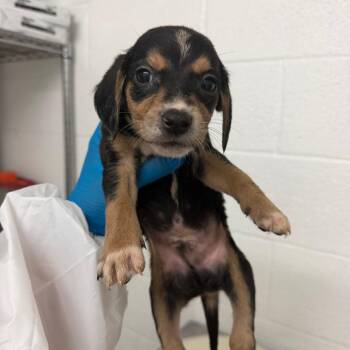 Roly Poly -  Shepherd and Mixed Breed Dog for Adoption in Edinburg, Texas - Roly Poly | PetCurious