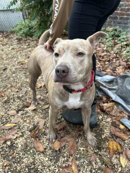 Boxer and Mixed Breed Dogs Available for Adoption in Chester, Maryland - Vela | PetCurious