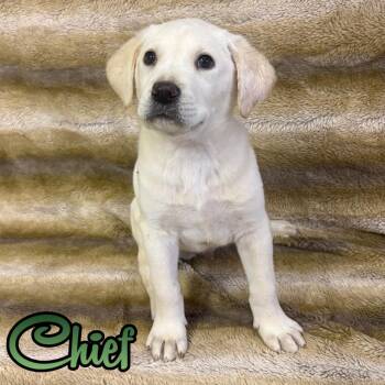Labrador Retriever and Shepherd Dogs Available for Adoption in Hillsboro, Ohio - Chief | PetCurious