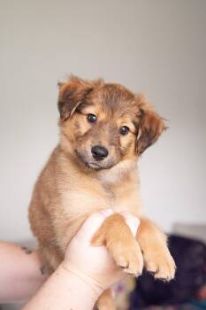 Nita -  Australian Shepherd Dog for Adoption in Franklin, Tennessee - Nita | PetCurious