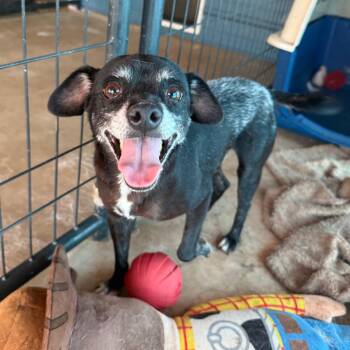 Eggo -  Chihuahua Dog for Adoption in St. Augustine, Florida - Eggo | PetCurious