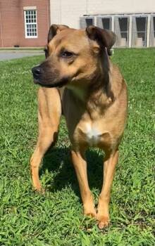 Rescue Labrador Retriever Dogs for Adoption in Little Rock, Arkansas - EVEE | PetCurious