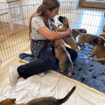 Bear -  German Shepherd Dog and Mixed Breed Dog for Adoption in Oceanside, California - Bear | PetCurious