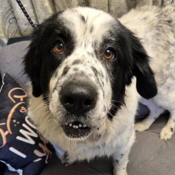 Lucia -  Newfoundland Dog Dog for Adoption in Normal, Illinois - Lucia | PetCurious