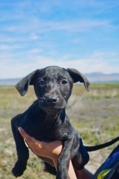 Labrador Retriever and Catahoula Leopard Dog Dogs Available for Adoption - Matt | PetCurious