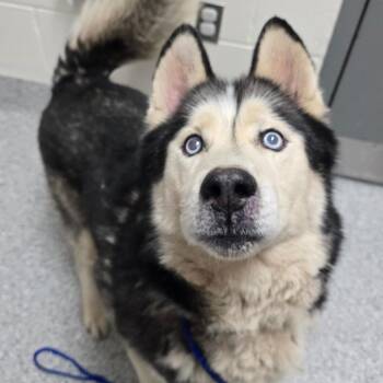 Kraven -  Husky Dog for Adoption in Grand Rapids, Michigan - Kraven | PetCurious