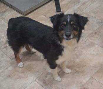 Bea HW+ -  Australian Shepherd Dog for Adoption in Sedalia, Colorado - Bea HW+ | PetCurious