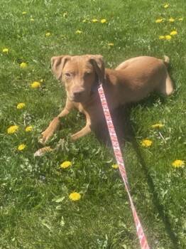 Rescue Mixed Breed Dogs for Adoption in Maumee, Ohio - Asteroid | PetCurious